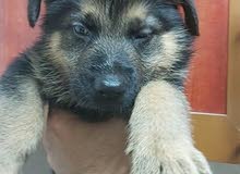 German shepherd male & female جيرمن شبرد German shepherd male & female جيرمن شبرد