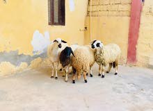 نعاج للبيع نعاج للبيع