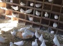 حمام لاحم حمام لاحم