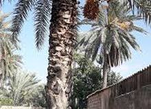 نخله طابوني مثمرة نخله طابوني مثمرة