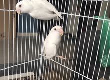 lovebirds albino lovebirds albino