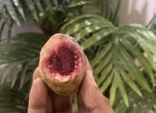 فاكهة الطيبين لوز بجري. المانجو للجنوب وقشطة ورمان فاكهة الطيبين لوز بجري. المانجو للجنوب وقشطة ورمان