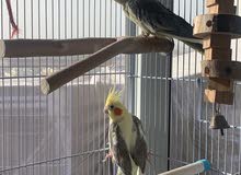Serbian Cockatiel birds pair (not tamed)