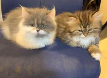 persian kittens persian kittens