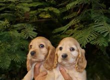 Coker baby pure for sale Coker baby pure for sale