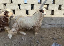 تيس سمين ما مخصاي وما هاد تيس سمين ما مخصاي وما هاد