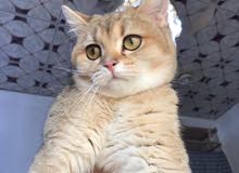 قطة جوليت قطة جوليت