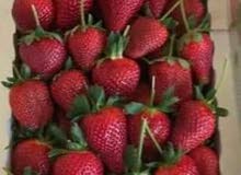 احلي عروض الخضار اليوم احلي عروض الخضار اليوم