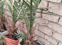 بيع فصائل نخيل الصعيدي المضربه والجاهزه للزراعه والانتاج عمر 7شهور بيع فصائل نخيل الصعيدي المضربه والجاهزه للزراعه والانتاج عمر 7شهور