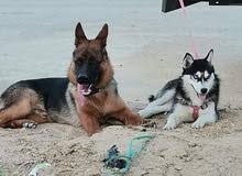 husky femelle husky femelle