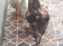 دجاجه هنديه دجاجه هنديه
