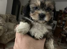 للبيع جرواه شيتزو shihtzu للبيع جرواه شيتزو shihtzu