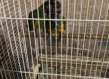 pets birds pets birds