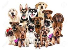 perfect shih tzu puppies , princess type , original breed with pedigree generation . perfect shih tzu puppies , princess type , original breed with pedigree generation .