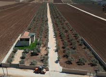 Farm Land for Sale in Jenin Deir Ghazala