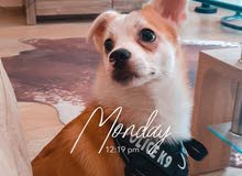 6 months old male chihuahua available 6 months old male chihuahua available