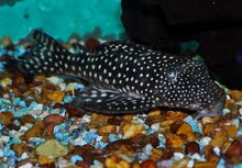inspector pleco inspector pleco