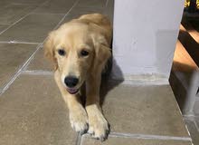 dog golden retriever dog golden retriever