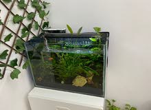 80 litre planted equarium for sale 80 litre planted equarium for sale