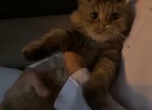 قطوه للبيع قطوه للبيع