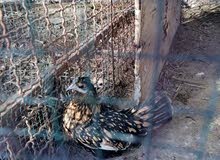 دجاج حباحب دجاج حباحب