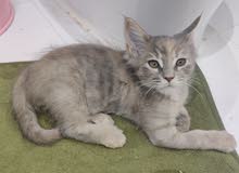 adoption adoption