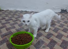 انثى شيرازي انثى شيرازي