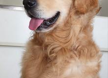 4 yrs old golden retriever pure breed