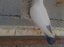 زوج ارافل نثيه وفحل زوج ارافل نثيه وفحل