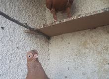 بيع حمام بيع حمام