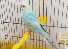 ذكر رينبو بسم الله ماشاء الله درجة ذكر سخون الله يبارك للبيع ساومو في القدو والقاضي يذكر الله ذكر رينبو بسم الله ماشاء الله درجة ذكر سخون الله يبارك للبيع ساومو في القدو والقاضي يذكر الله