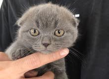 Scottish Fold kitten for sale Scottish Fold kitten for sale