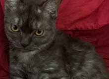 female cat up for adoption female cat up for adoption