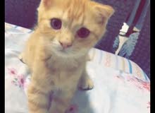 ذكر سكوتش فولد ذكر سكوتش فولد