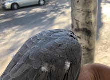 ببغاء زنجباري ببغاء زنجباري