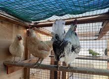 للبيع دجاج حبحب كويتي للبيع دجاج حبحب كويتي