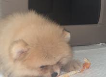 tea cup male pomeranian tea cup male pomeranian
