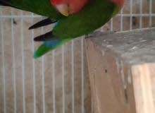 love Birds pair for sale love Birds pair for sale
