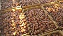 يوجد لادنيا معلمين للشغل النخل صرام يوجد لادنيا معلمين للشغل النخل صرام