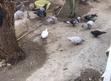 حمام زاجل اصليات الزوج ب10 حمام زاجل اصليات الزوج ب10