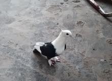 فحل ستلايت فحل ستلايت