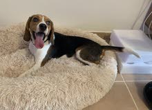 pure bred beagle pure bred beagle