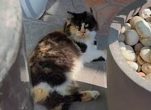 Calico female 3 years old vaccinated and healthy