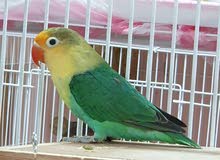 parblue fisher واحدحبه parblue fisher واحدحبه