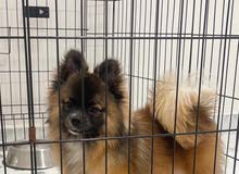Pomeranian (could be for adoption)