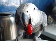 healthy African grey parrots