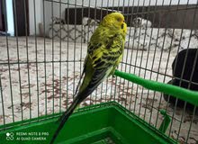 طير بانده انثايه للبيع طير بانده انثايه للبيع