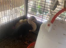 Baby Ducks 2 pcs Baby Ducks 2 pcs