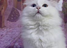 قط لعوب للبيع قط لعوب للبيع
