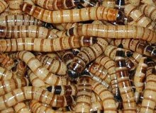 السوبر ورم الحي السوبر ورم الحي